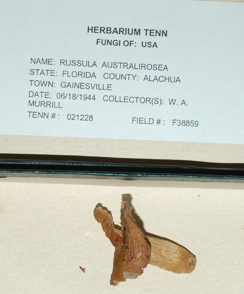 Russula australirosea image