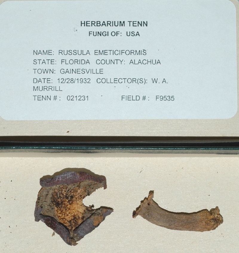 Russula emeticiformis image
