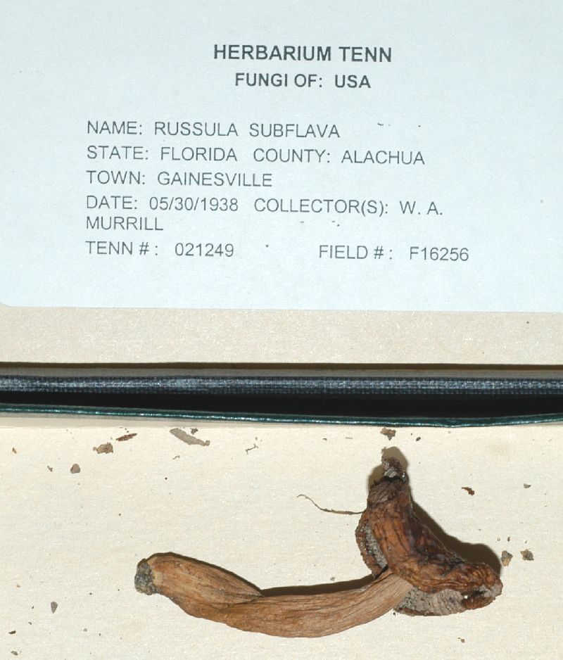 Russula subflava image