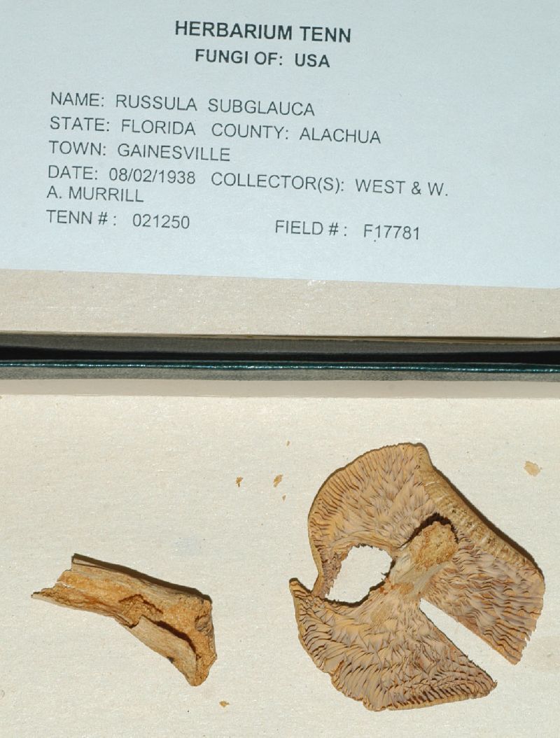 Russula subglauca image