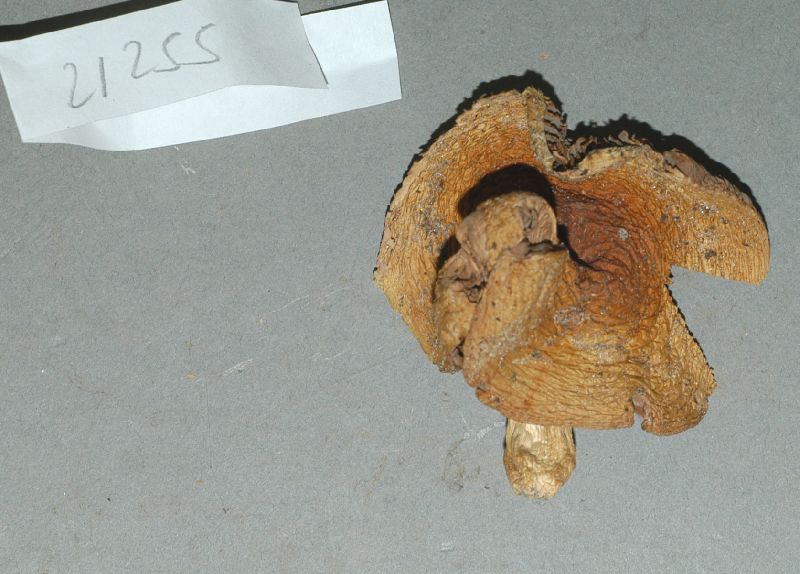 Russula subsulphurea image