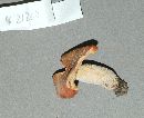 Russula venusta image