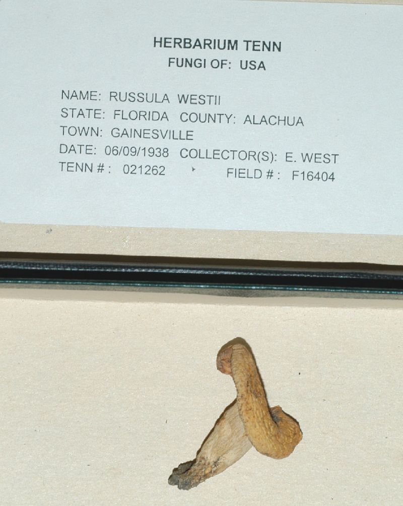 Russula westii image