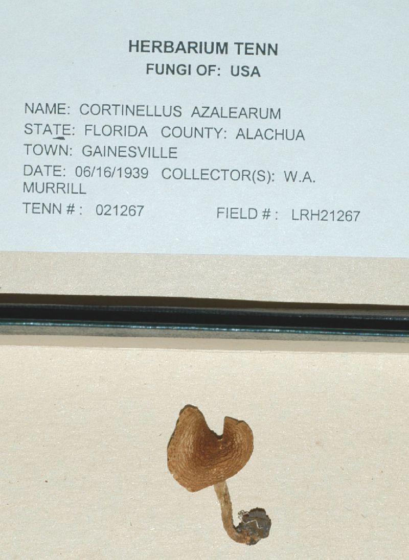 Cortinellus azalearum image