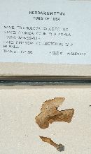 Tricholoma calceifolium image