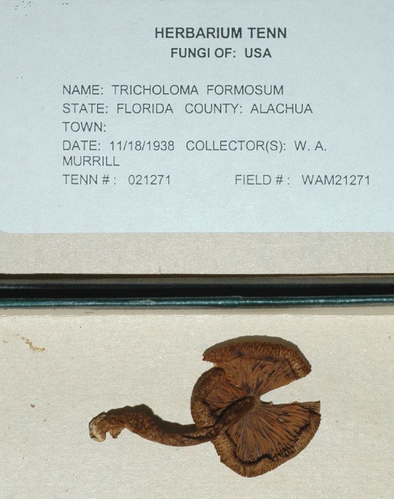 Tricholoma formosum image