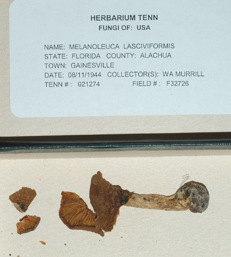 Tricholoma lasciviforme image