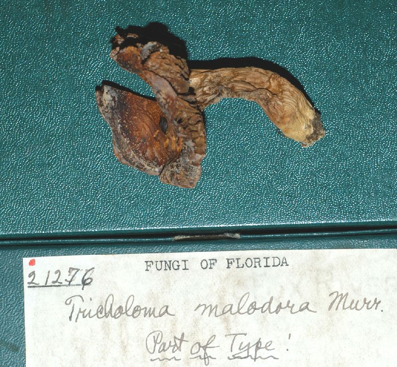 Tricholoma malodorum image