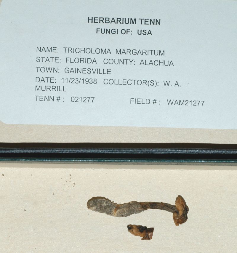 Tricholoma margarita image