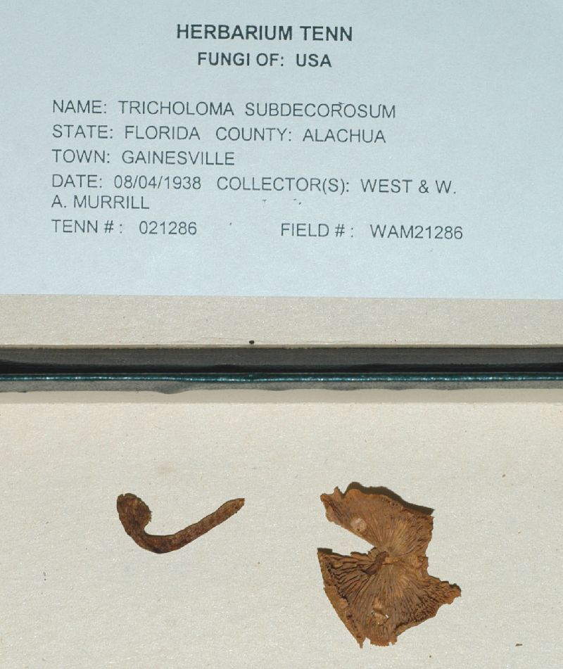 Tricholoma subdecorosum image
