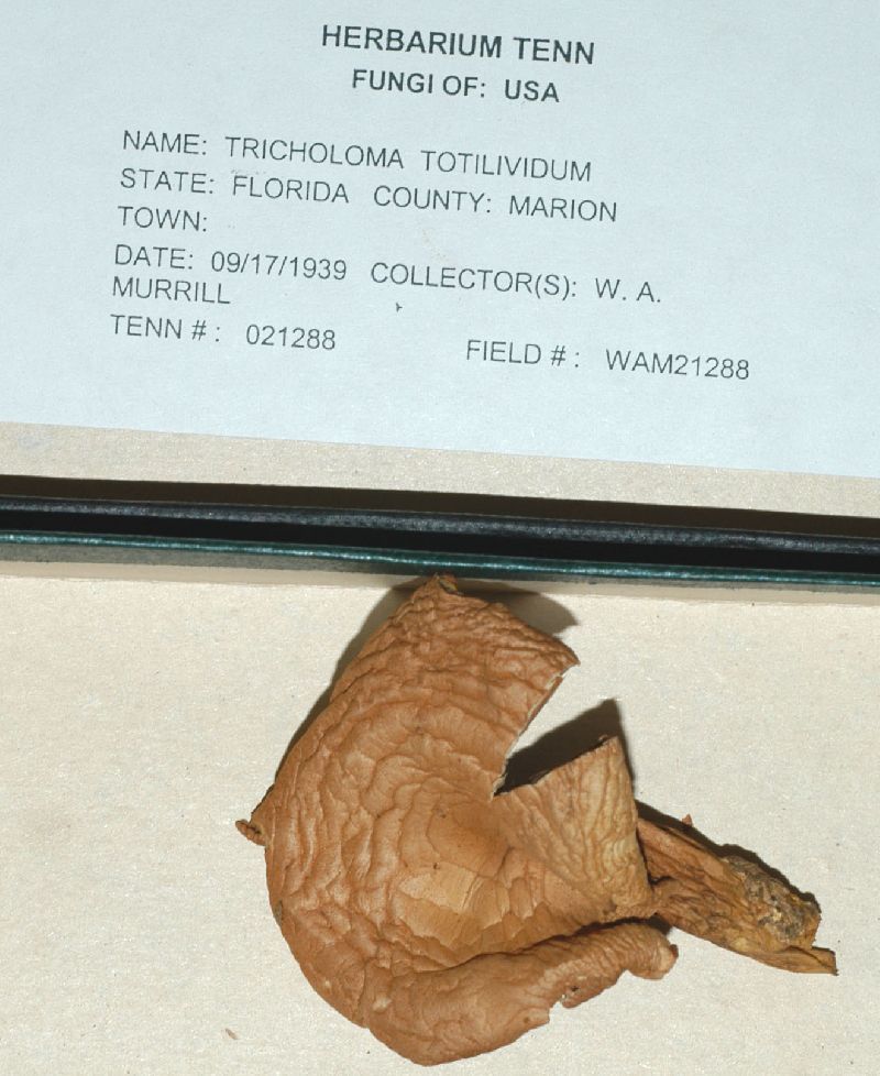 Tricholoma totilividum image