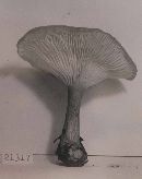 Clitocybe squamulosa image