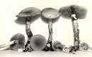 Agrocybe acericola image