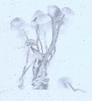 Marasmius cohaerens image