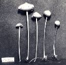 Entoloma subquadratum image