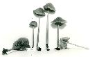 Entoloma luteoroseum image