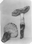 Amanita rhoadsii image