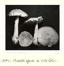 Amanita spissa image