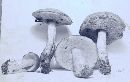 Boletus morrisii image