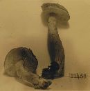 Boletus glutinosipes image