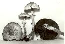 Agaricus silvaticus image