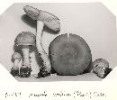 Amanita wellsii image