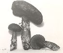 Tylopilus porphyrosporus image