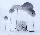 Marasmius fulvoferrugineus image