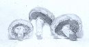 Agaricus pampeanus image