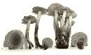 Pholiota spumosa image