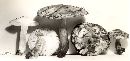 Tricholoma fulvum image