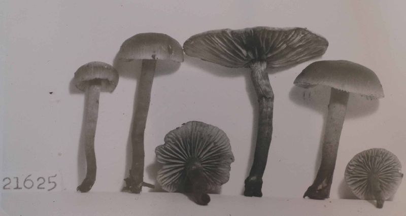 Collybia expallens image