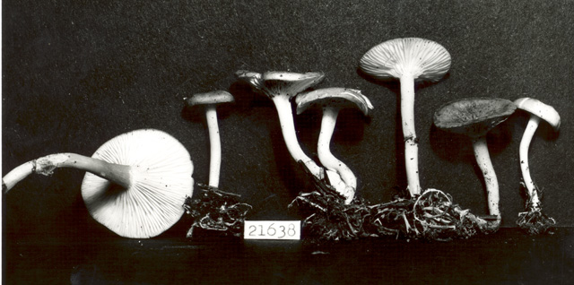 Clitocybe rhizoides image
