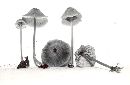 Entoloma luteoroseum image