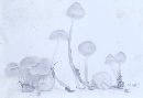 Mycena galericulata image