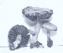 Cortinarius distans image