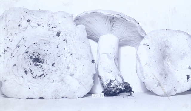 Russula magnifica image