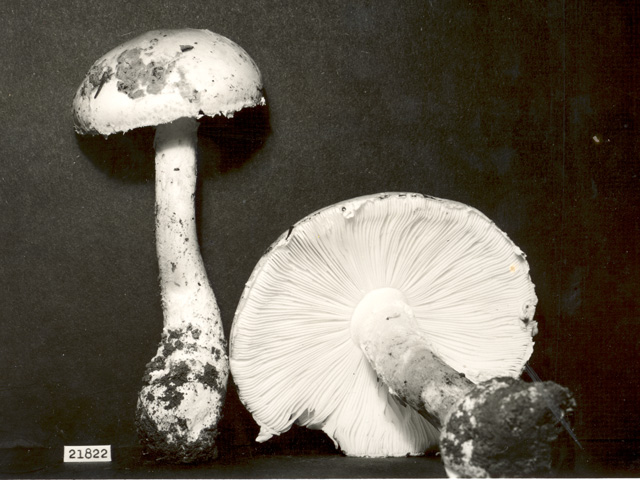 Amanita cinereoconia image