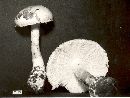 Amanita cinereoconia image