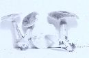 Lactarius subdulcis image