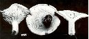 Lactarius subvellereus image
