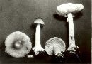 Amanita brunnescens image