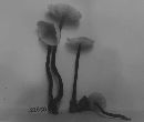 Marasmius spongiosus image