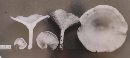 Clitocybe gibba image