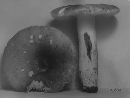 Russula rubescens image