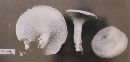 Clitopilus prunulus image