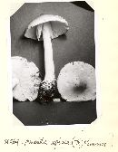 Amanita spissa image