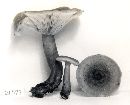 Lactarius mutabilis image