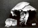 Clitocybe highlandensis image
