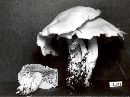 Clitocybe highlandensis image